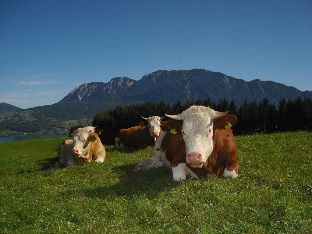 Ferienhof Margarethengut Unterach am Attersee Buitenkant foto